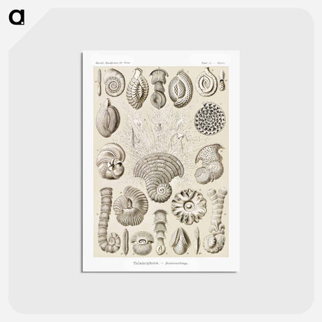 アートポストカード-Talamophora–Kammerlinge from Kunstformen der Natur - エルンスト ヘッケル Postcard.