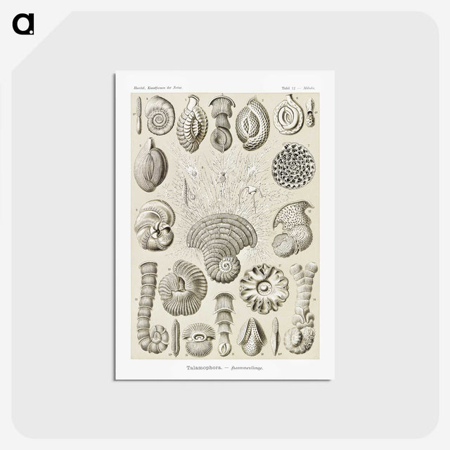 2-71_Ernst-Haeckel_postcard