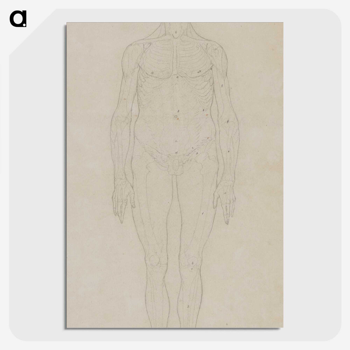2-71_George-Stubbs_picture-crop
