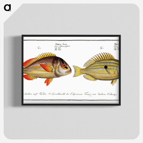 2-71_Ichtyologie-ou-Histoire-naturelle_blk-crop