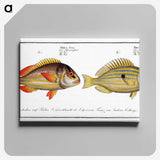 2-71_Ichtyologie-ou-Histoire-naturelle_canvas