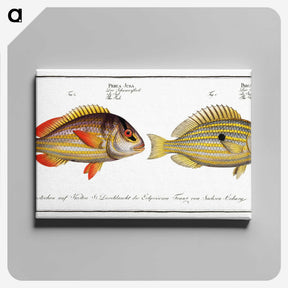 2-71_Ichtyologie-ou-Histoire-naturelle_canvas
