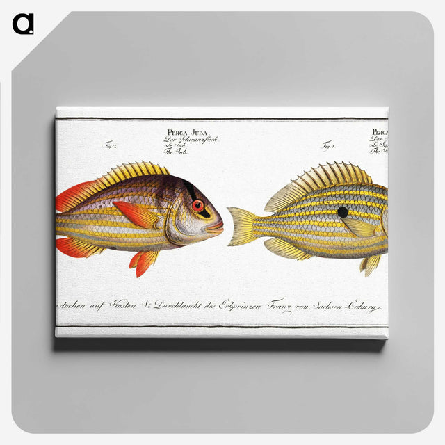 2-71_Ichtyologie-ou-Histoire-naturelle_canvas