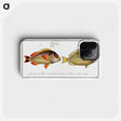 2-71_Ichtyologie-ou-Histoire-naturelle_phone