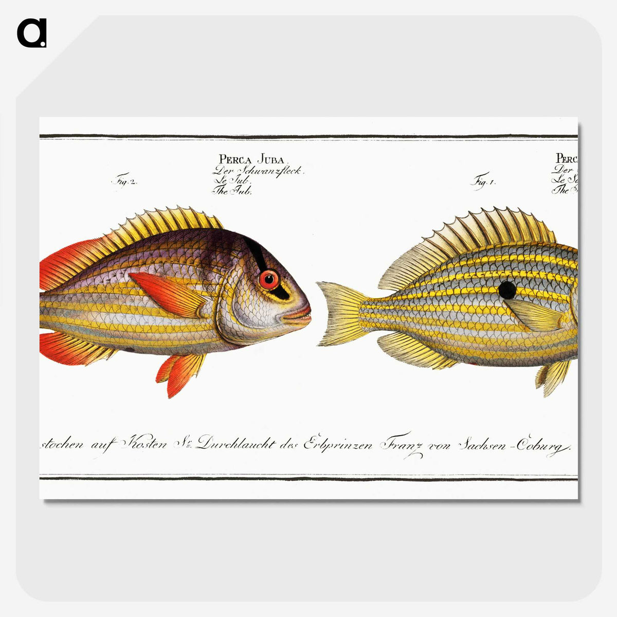 2-71_Ichtyologie-ou-Histoire-naturelle_picture-crop