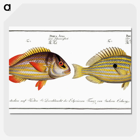 2-71_Ichtyologie-ou-Histoire-naturelle_picture-crop