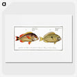 2-71_Ichtyologie-ou-Histoire-naturelle_picture