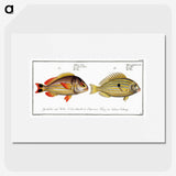 2-71_Ichtyologie-ou-Histoire-naturelle_picture
