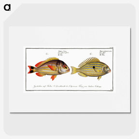 2-71_Ichtyologie-ou-Histoire-naturelle_picture