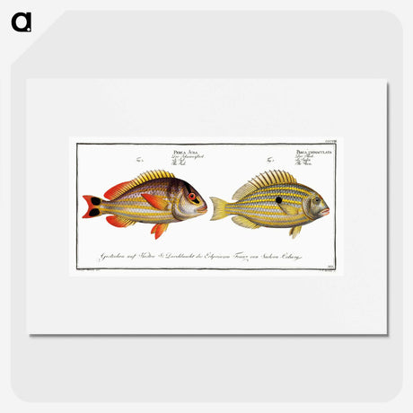 2-71_Ichtyologie-ou-Histoire-naturelle_picture