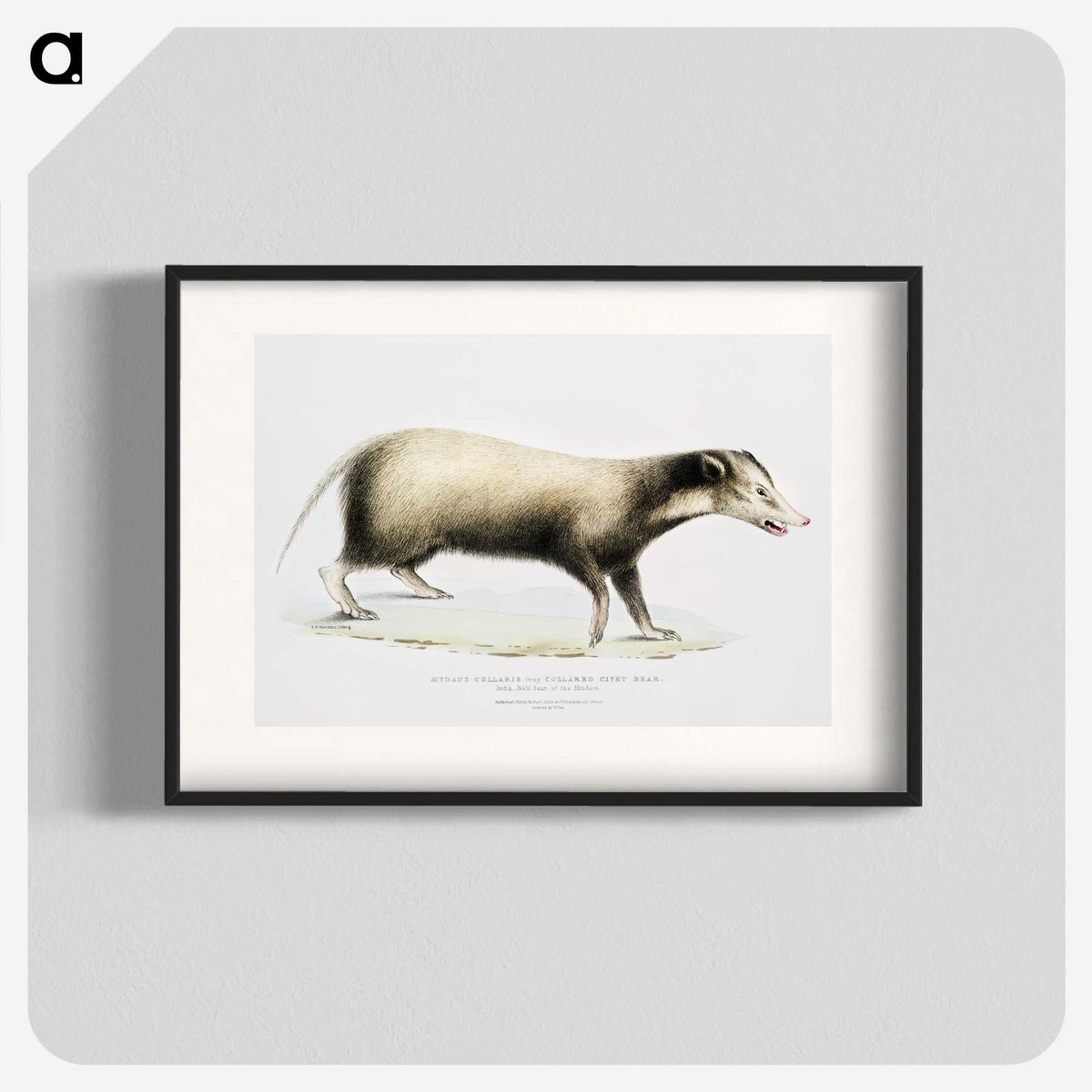 2-71_Indian-Zoology_blk