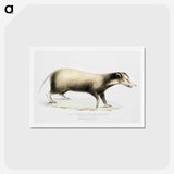 2-71_Indian-Zoology_hagaki