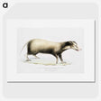 2-71_Indian-Zoology_picture