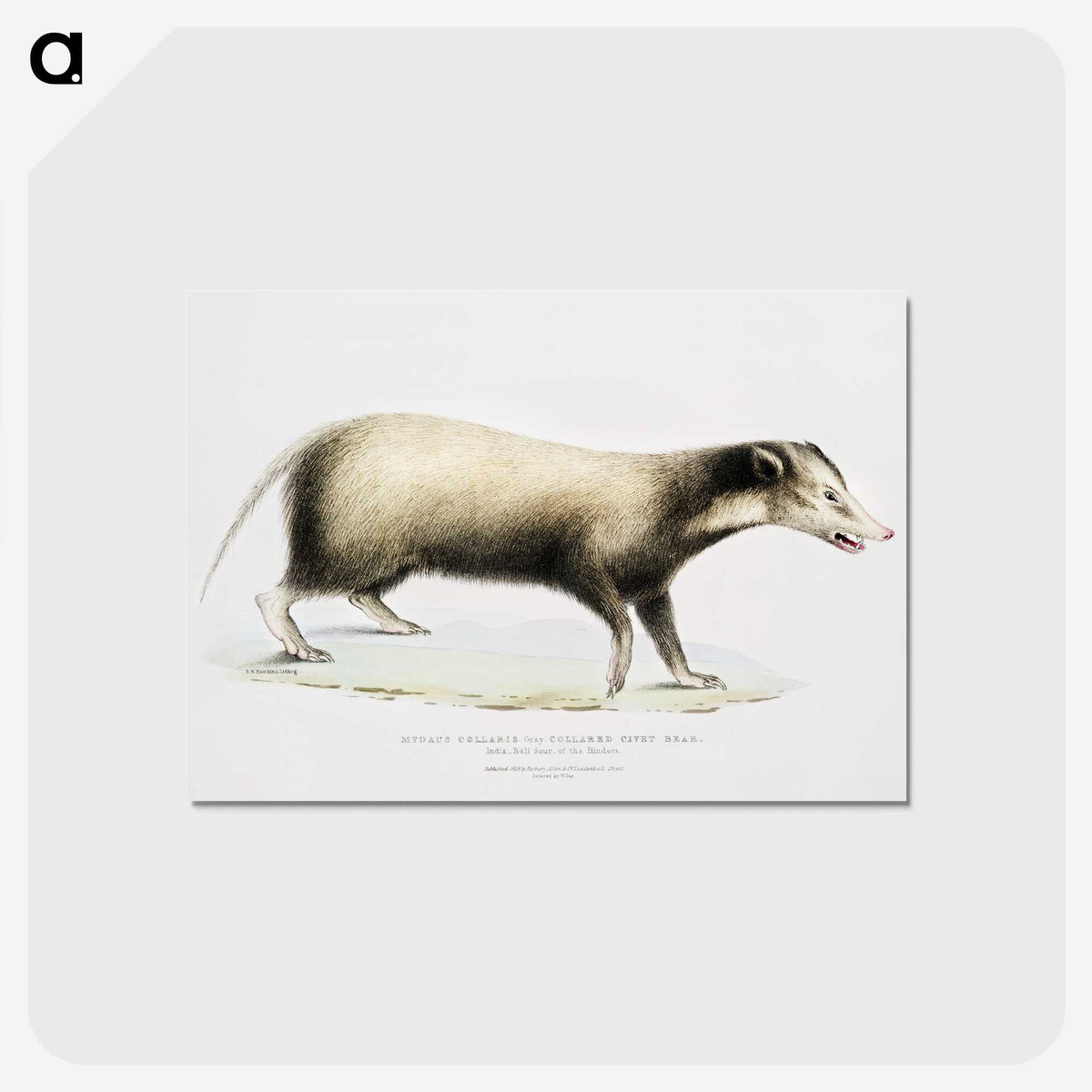 2-71_Indian-Zoology_postcard