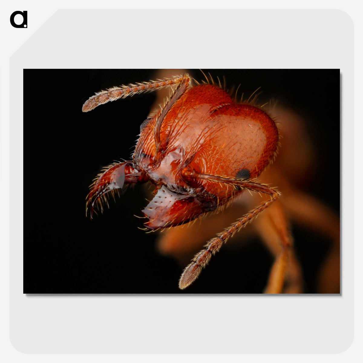 2-71_Insects-Unlocked-Project_picture-crop
