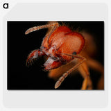 2-71_Insects-Unlocked-Project_picture-crop