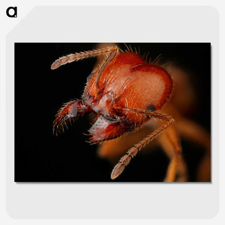 2-71_Insects-Unlocked-Project_picture-crop