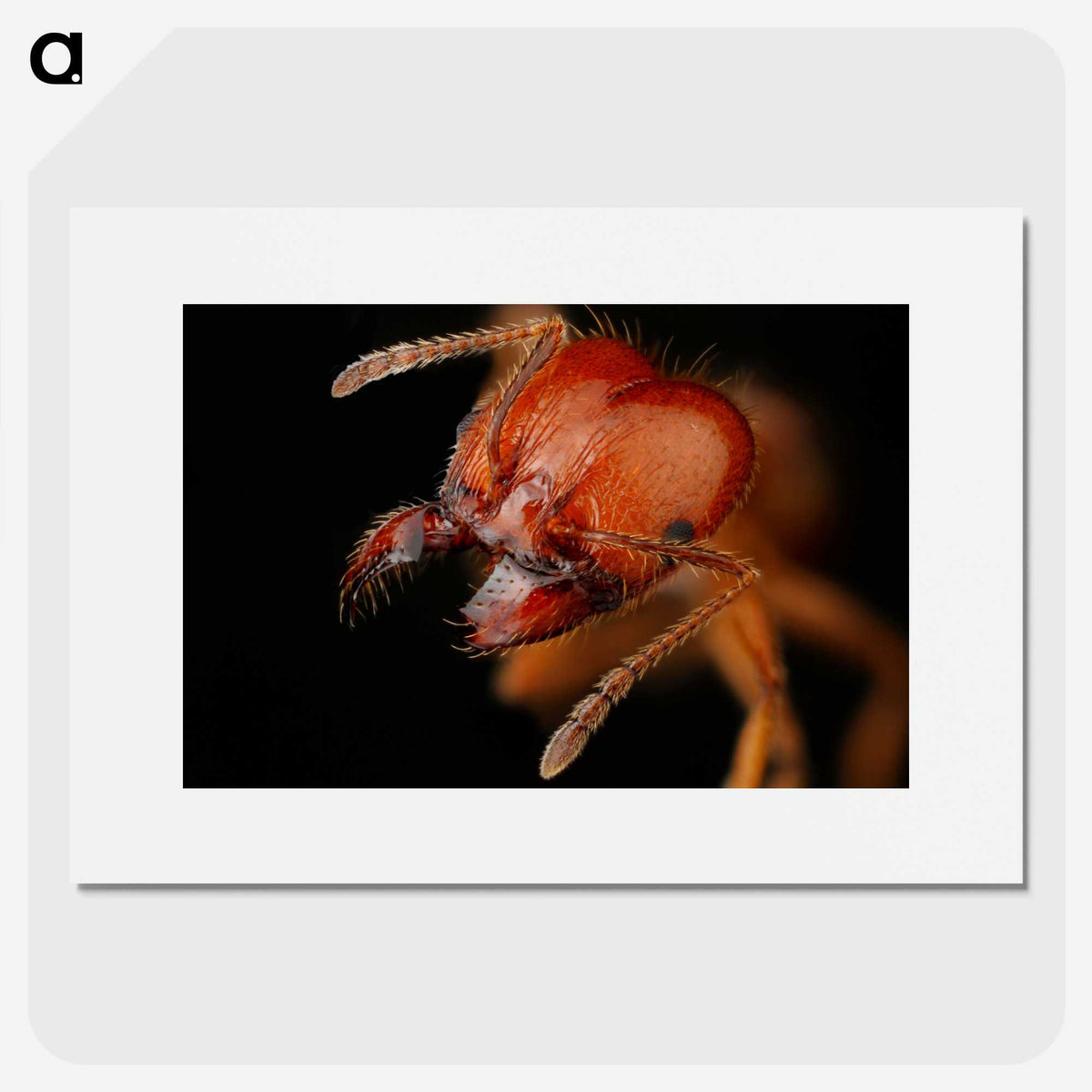 2-71_Insects-Unlocked-Project_picture
