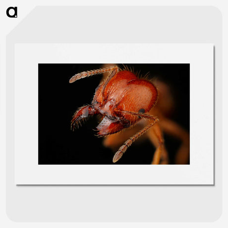 2-71_Insects-Unlocked-Project_picture