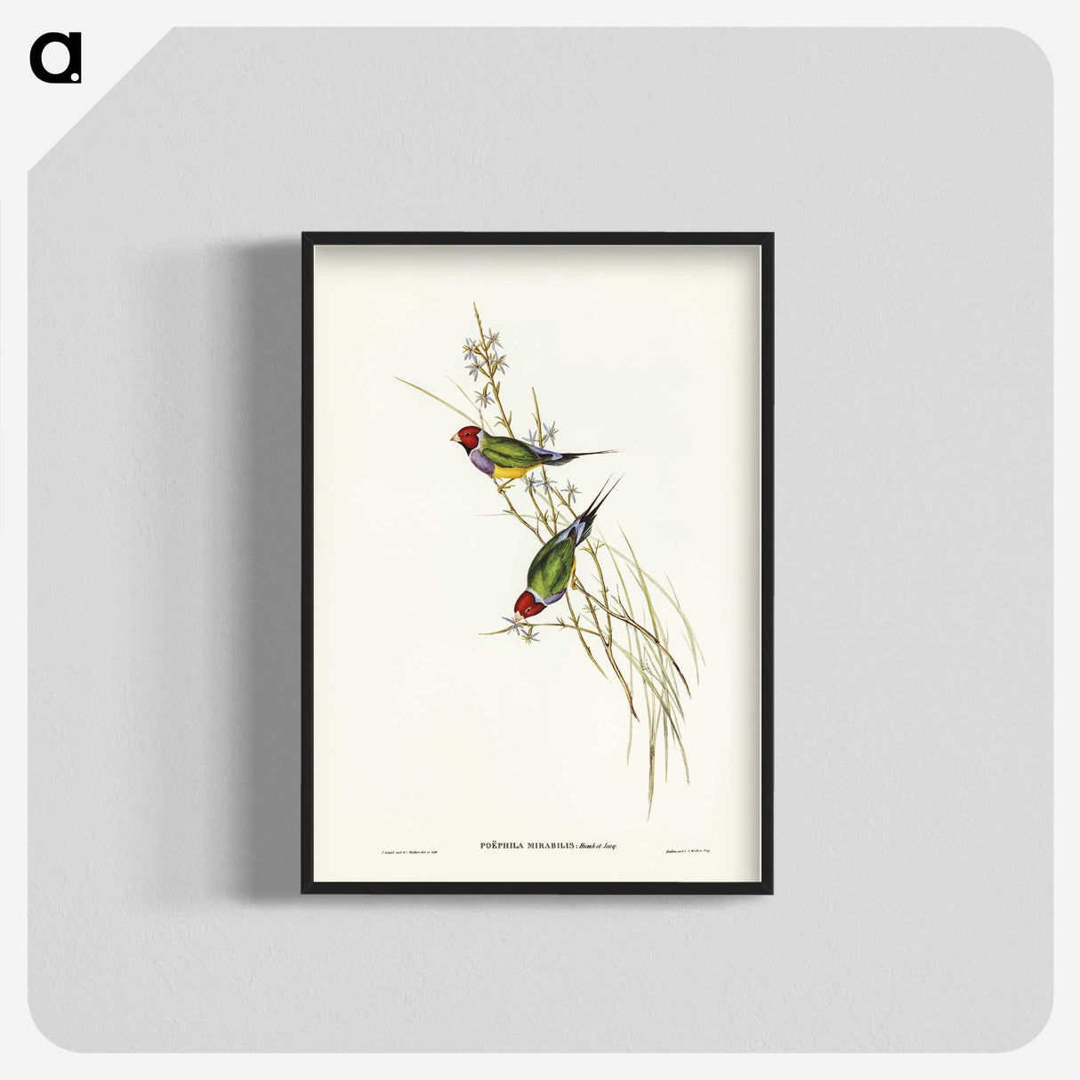 2-71_John-Gould_blk-crop