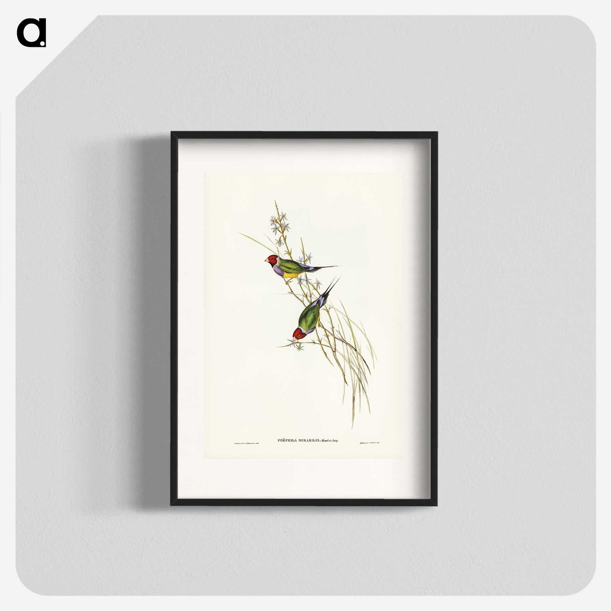 2-71_John-Gould_blk