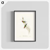2-71_John-Gould_blk