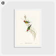 アートポストカード-Beautiful Grass Finch
 - ジョン グールド Postcard.