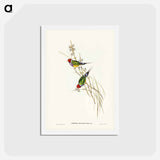アートポストカード-Beautiful Grass Finch
 - ジョン グールド Postcard.