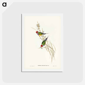 アートポストカード-Beautiful Grass Finch
 - ジョン グールド Postcard.