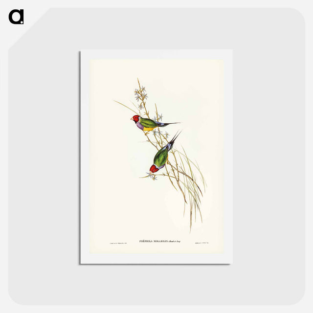 アートポストカード-Beautiful Grass Finch
 - ジョン グールド Postcard.