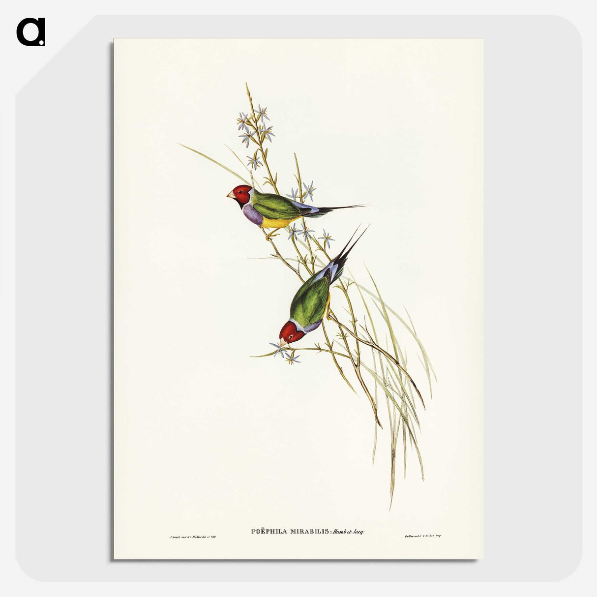 2-71_John-Gould_picture-crop