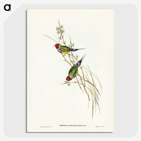 2-71_John-Gould_picture-crop