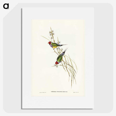 2-71_John-Gould_picture