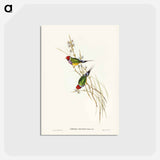 アートポストカード-Beautiful Grass Finch
 - ジョン グールド Postcard.