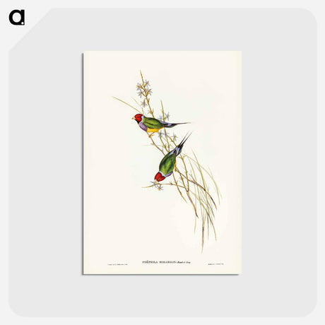 アートポストカード-Beautiful Grass Finch
 - ジョン グールド Postcard.