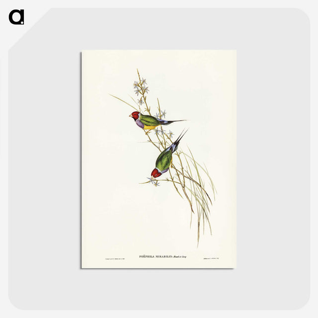 2-71_John-Gould_postcard