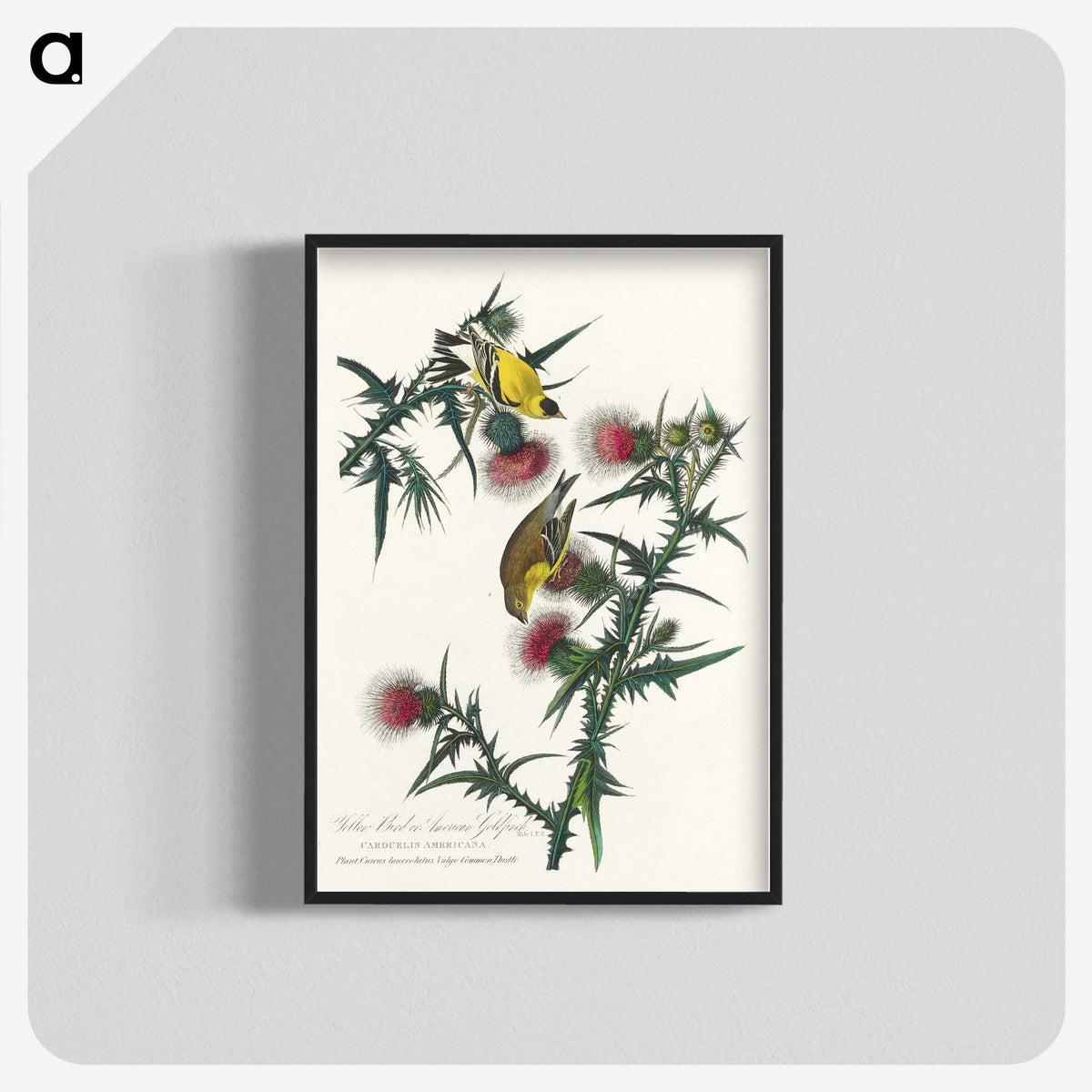 2-71_John-James-Audubon_blk-crop
