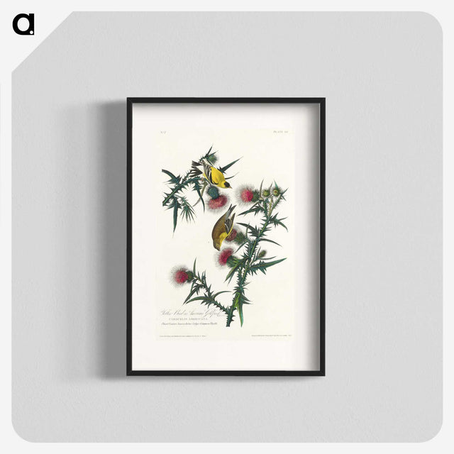 2-71_John-James-Audubon_blk
