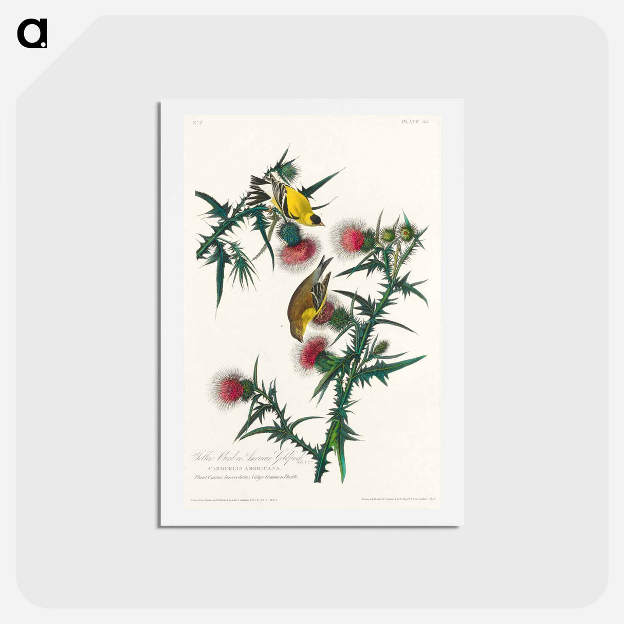 アートポストカード-American Goldfinch
 - ジョン ジェームス オーデュボン Postcard.