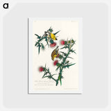 アートポストカード-American Goldfinch
 - ジョン ジェームス オーデュボン Postcard.