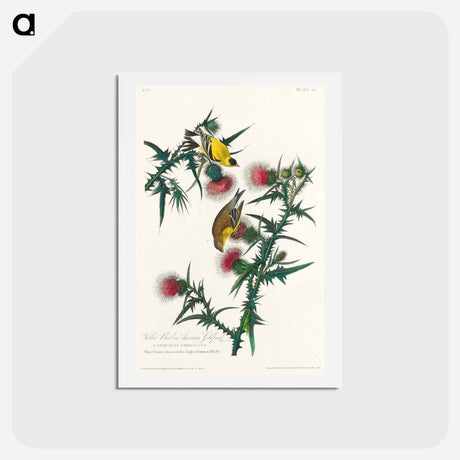 アートポストカード-American Goldfinch
 - ジョン ジェームス オーデュボン Postcard.