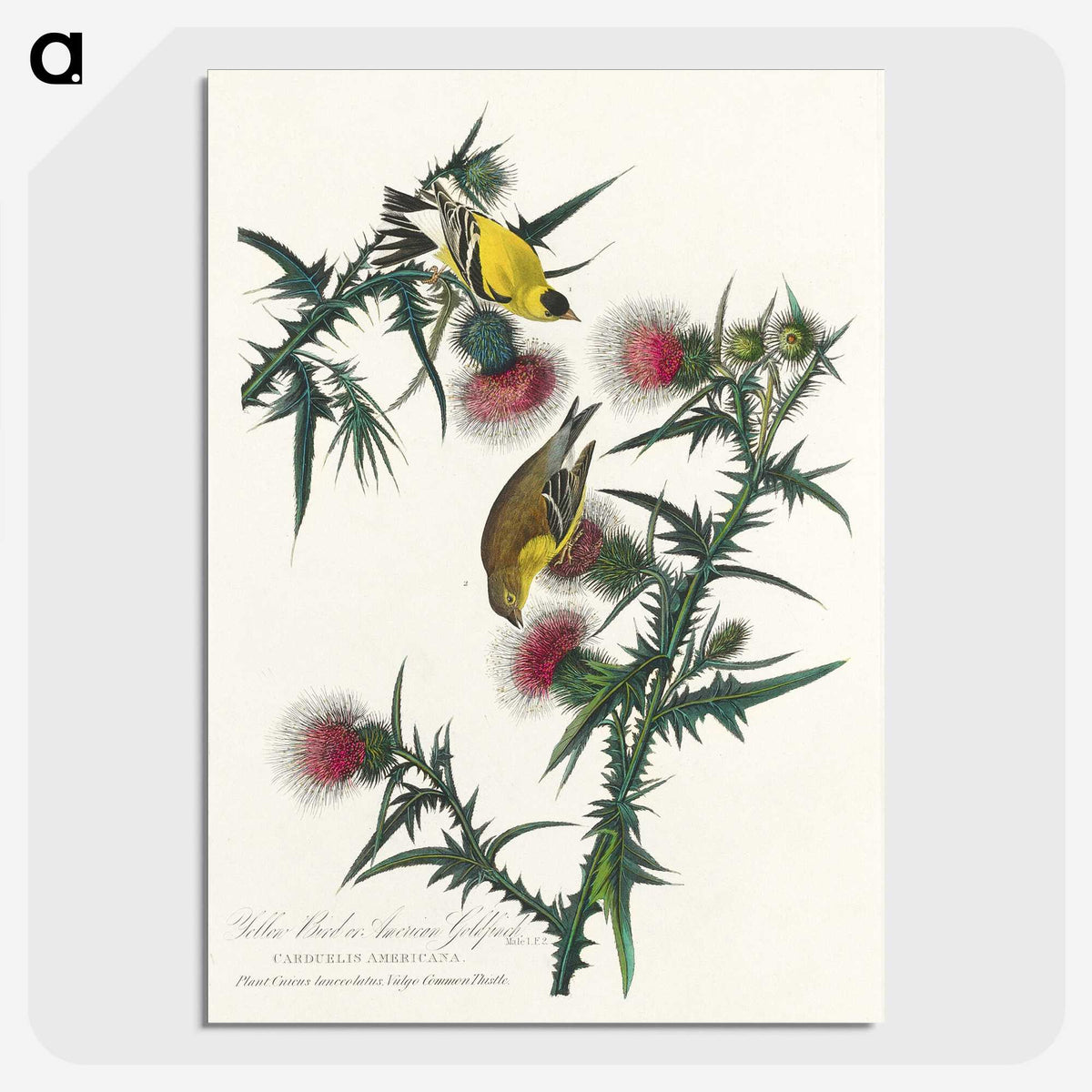 2-71_John-James-Audubon_picture-crop