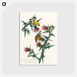 アートポストカード-American Goldfinch
 - ジョン ジェームス オーデュボン Postcard.