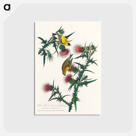 アートポストカード-American Goldfinch
 - ジョン ジェームス オーデュボン Postcard.