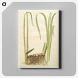 2-71_Maria-Sibylla-Merian_canvas