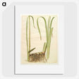 2-71_Maria-Sibylla-Merian_picture