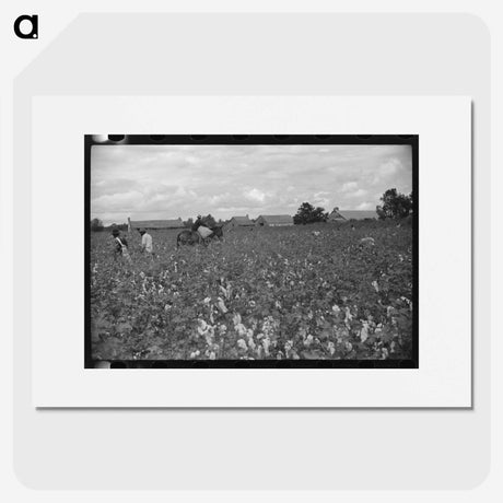 2-71_Marion-Post-Wolcott_picture