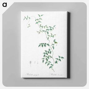 アートパネル-Bridal creeper illustration - ピエール ジョゼフ ルドゥーテ Canvas.