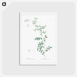 アートポストカード-Bridal creeper illustration - ピエール ジョゼフ ルドゥーテ Postcard.
