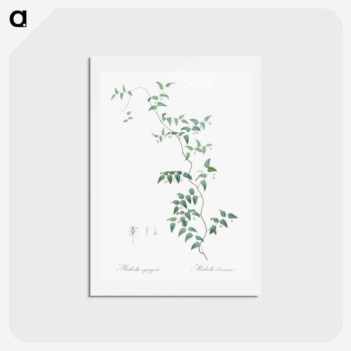 アートポストカード-Bridal creeper illustration - ピエール ジョゼフ ルドゥーテ Postcard.